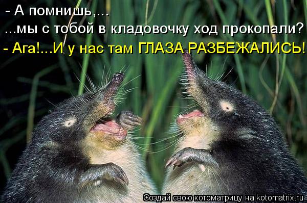 Котоматрица: - А помнишь,... ...мы с тобой в кладовочку ход прокопали? - Ага!...И у нас там ГЛАЗА РАЗБЕЖАЛИСЬ!