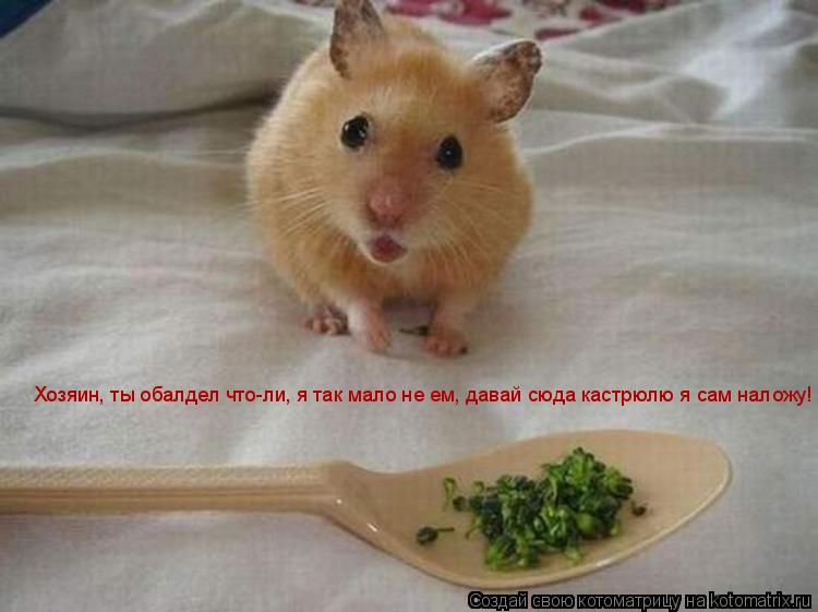 Хозяин, ты обалдел что-ли, я так мало не ем, давай сюда кастрюлю я сам наложу!... Котоматрица: Хозяин, ты обалдел что-ли, я так мало не ем, давай сюда кастрюлю я сам наложу!