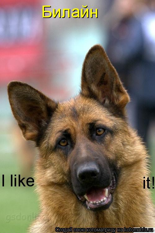 Билайн I like it!... Котоматрица: Билайн I like it!