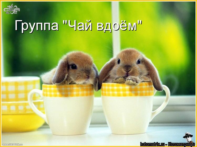 Группа "Чай вдоём"... Котоматрица: Группа "Чай вдоём"