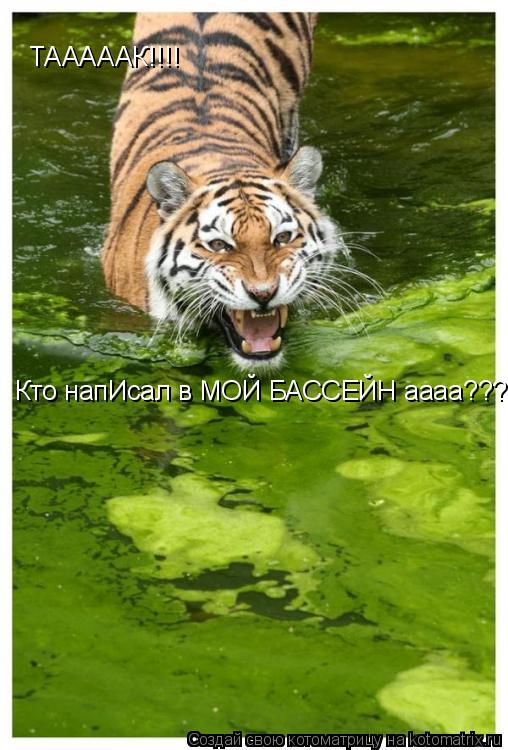 ТАААААК!!!! Кто напИсал в МОЙ БАССЕЙН аааа????... Котоматрица: ТАААААК!!!! Кто напИсал в МОЙ БАССЕЙН аааа????