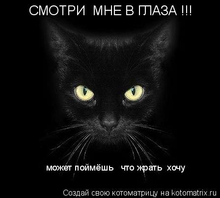 СМОТРИ МНЕ В ГЛАЗА !!! может поймёшь что жрать хочу... Котоматрица: СМОТРИ МНЕ В ГЛАЗА !!! может поймёшь что жрать хочу
