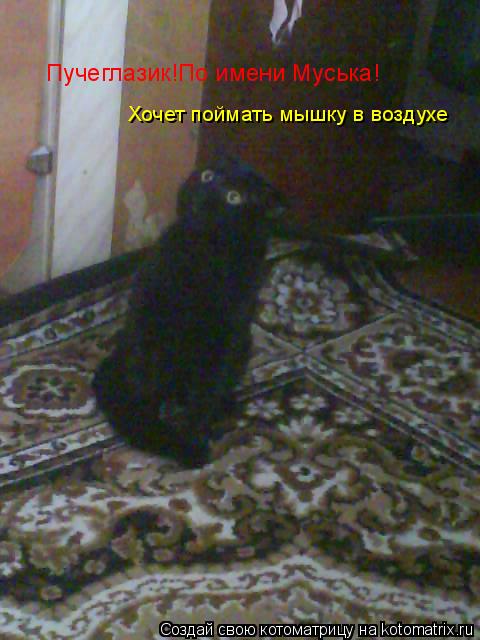 Пучеглазик!По имени Муська! Хочет поймать мышку в воздухе... Котоматрица: Пучеглазик!По имени Муська! Хочет поймать мышку в воздухе