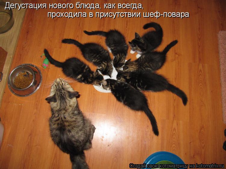 Дегустация нового блюда, как всегда, проходила в присутствии шеф-повара... Котоматрица: Дегустация нового блюда, как всегда, проходила в присутствии шеф-повара
