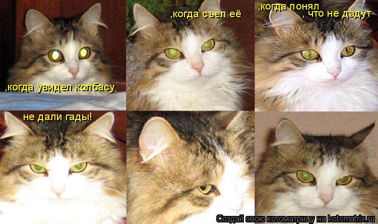 ,когда увидел колбасу ,когда съел её ,когда понял , что не дадут не дали гады!... Котоматрица: ,когда увидел колбасу ,когда съел её ,когда понял , что не дадут не дали гады!