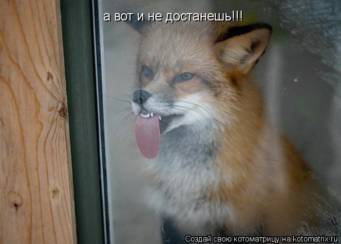 а вот и не достанешь!!!... Котоматрица: а вот и не достанешь!!!