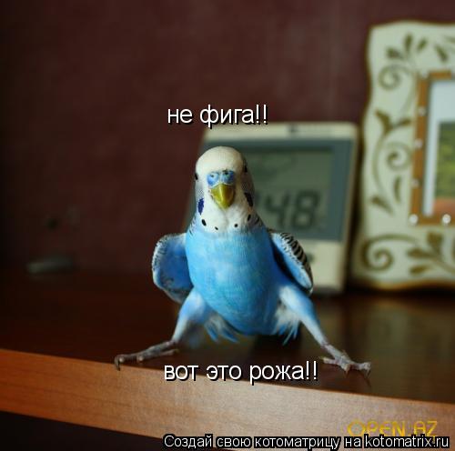 не фига!! не фига!! вот это рожа!! вот это рожа!!... Котоматрица: не фига!! не фига!! вот это рожа!! вот это рожа!!