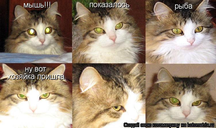 мышь!!! показалось рыба ну вот хозяйка пришла... Котоматрица: мышь!!! показалось рыба ну вот хозяйка пришла