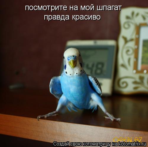 посмотрите на мой шпагат правда красиво... Котоматрица: посмотрите на мой шпагат правда красиво