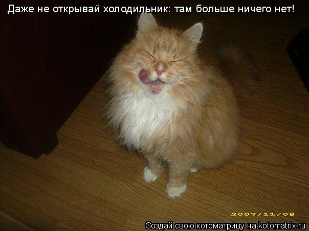 Даже не открывай холодильник: там больше ничего нет!... Котоматрица: Даже не открывай холодильник: там больше ничего нет!