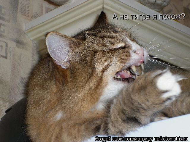 А на тигра я похож?... Котоматрица: А на тигра я похож?