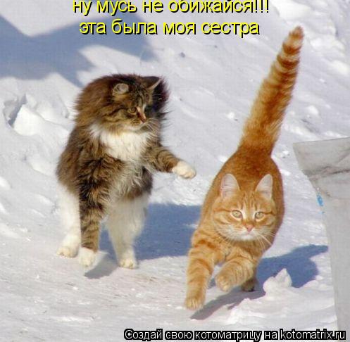 ну мусь не обижайся!!! эта была моя сестра... Котоматрица: ну мусь не обижайся!!! эта была моя сестра