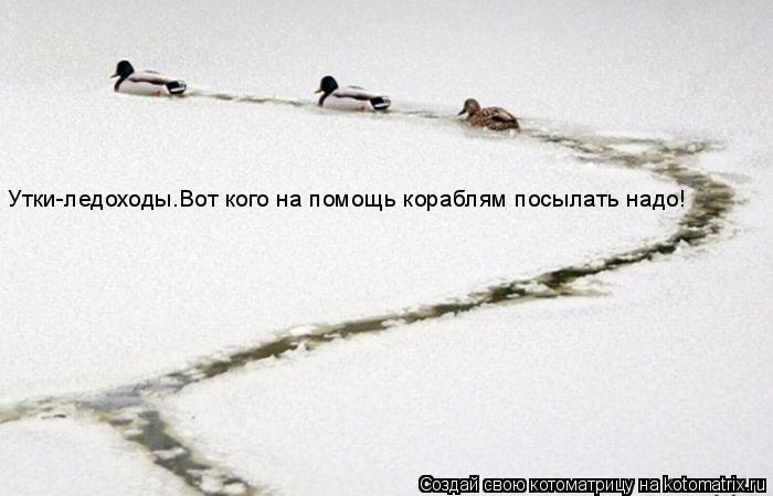 Утки-ледоходы.Вот кого на помощь кораблям посылать надо!... Котоматрица: Утки-ледоходы.Вот кого на помощь кораблям посылать надо!