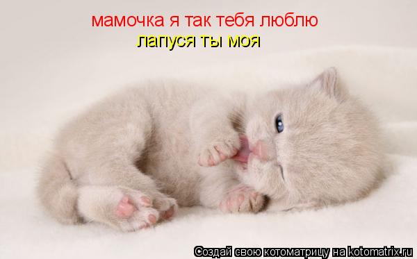мамочка я так тебя люблю лапуся ты моя... Котоматрица: мамочка я так тебя люблю лапуся ты моя