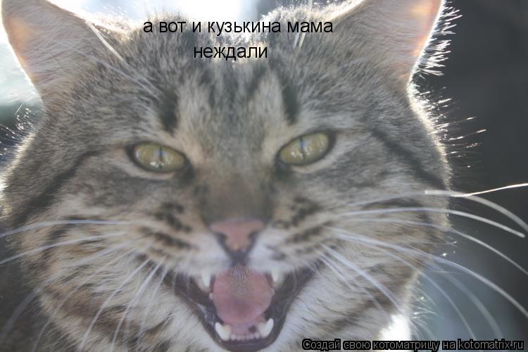 а вот и кузькина мама неждали... Котоматрица: а вот и кузькина мама неждали