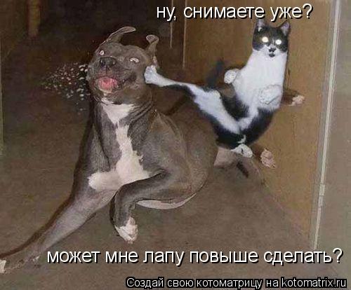 ну, снимаете уже? может мне лапу повыше сделать?... Котоматрица: ну, снимаете уже? может мне лапу повыше сделать?