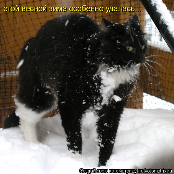 этой весной зима особенно удалась...... Котоматрица: этой весной зима особенно удалась...