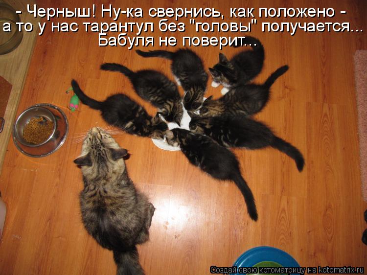 Котоматрица: - Черныш! Ну-ка свернись, как положено -  а то у нас тарантул без "головы" получается... Бабуля не поверит...