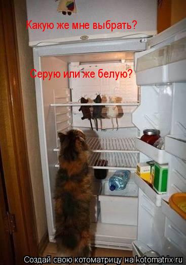 Котоматрица: Какую же мне выбрать?   Серую или же белую?