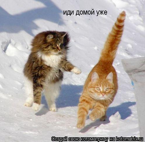 Котоматрица: иди домой уже