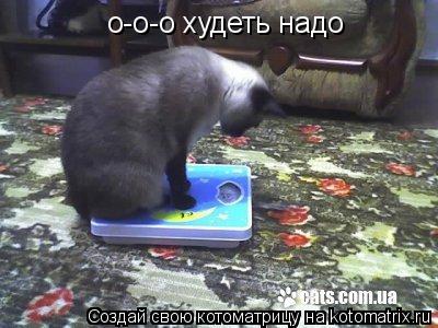 Котоматрица: о-о-о худеть надо