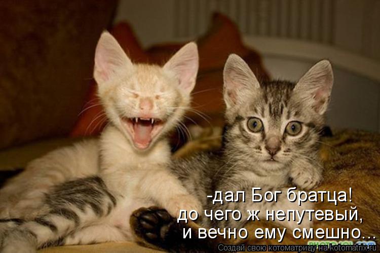Котоматрица: -дал Бог братца! до чего ж непутевый, и вечно ему смешно...