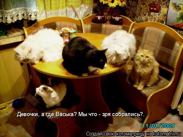 Котоматрица: Девочки, а где Васька? Мы что - зря собрались?.