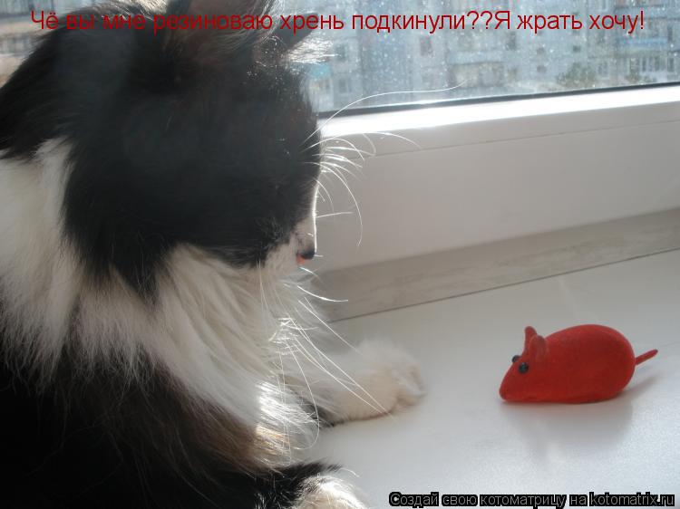 Котоматрица: Чё вы мне резиноваю хрень подкинули??Я жрать хочу!