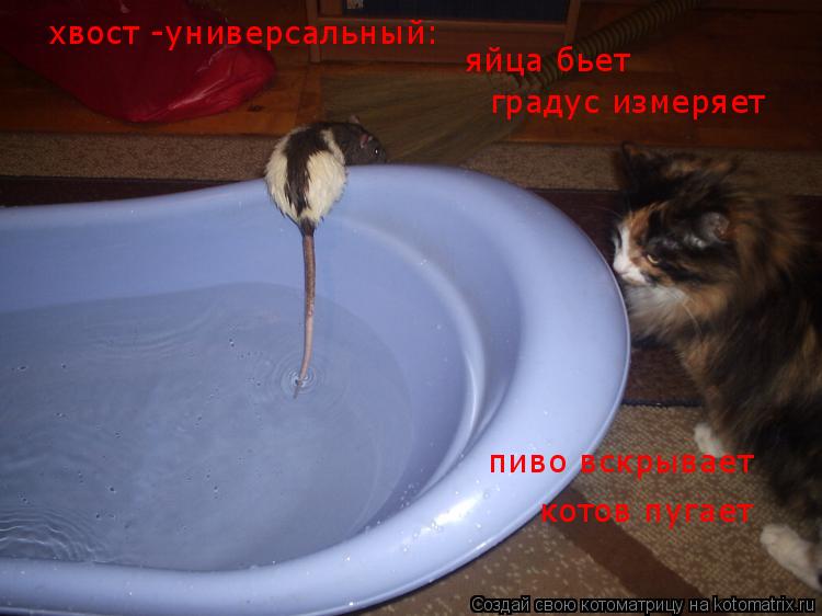 Котоматрица: хвост -универсальный: яйца бьет градус измеряет пиво вскрывает котов пугает