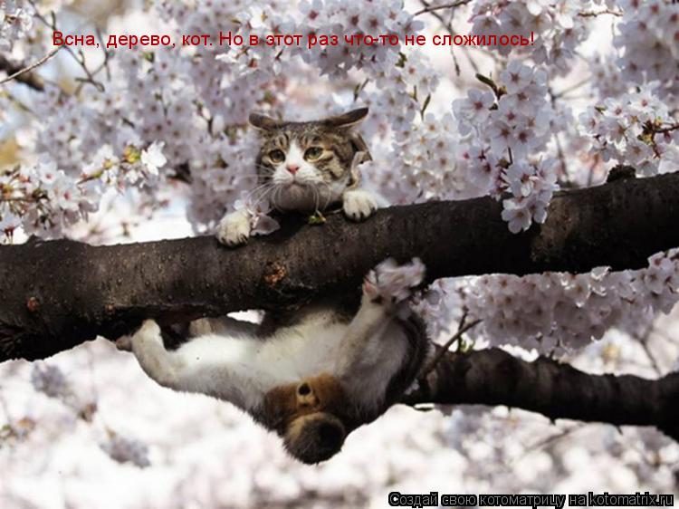 Котоматрица: Всна, дерево, кот. Но в этот раз что-то не сложилось!