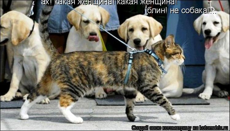 ах! какая женщина! какая женщина! блин! не собака!...... Котоматрица: ах! какая женщина! какая женщина! блин! не собака!...