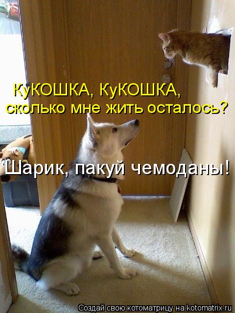 КуКОШКА, КуКОШКА, сколько мне жить осталось? Шарик, пакуй чемоданы!... Котоматрица: КуКОШКА, КуКОШКА, сколько мне жить осталось? Шарик, пакуй чемоданы!