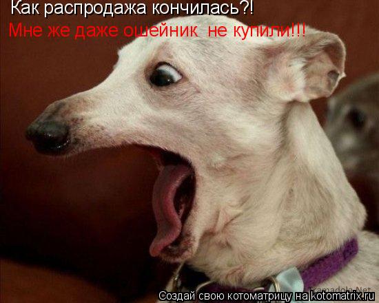 Как распродажа кончилась?! Мне же даже ошейник не купили!!!... Котоматрица: Как распродажа кончилась?! Мне же даже ошейник не купили!!!