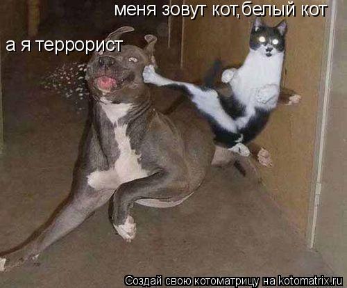 меня зовут кот,белый кот а я террорист... Котоматрица: меня зовут кот,белый кот а я террорист
