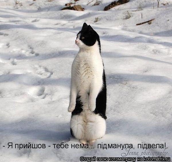 - Я прийшов - тебе нема... пiдманула, пiдвела!... Котоматрица: - Я прийшов - тебе нема... пiдманула, пiдвела!