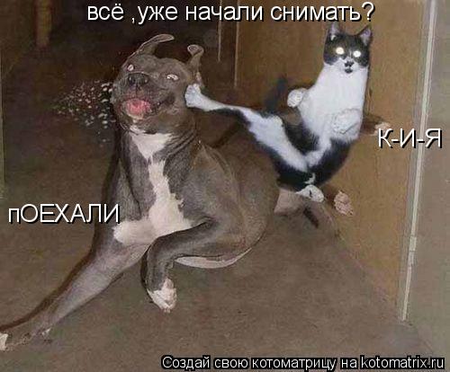 всё ,уже начали снимать? К-И-Я пОЕХАЛИ... Котоматрица: всё ,уже начали снимать? К-И-Я пОЕХАЛИ