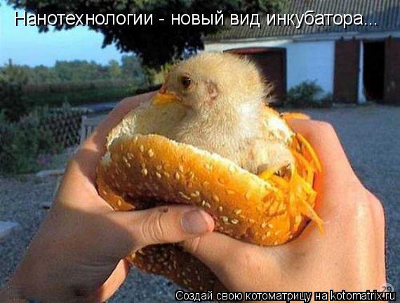 Нанотехнологии - новый вид инкубатора...... Котоматрица: Нанотехнологии - новый вид инкубатора...