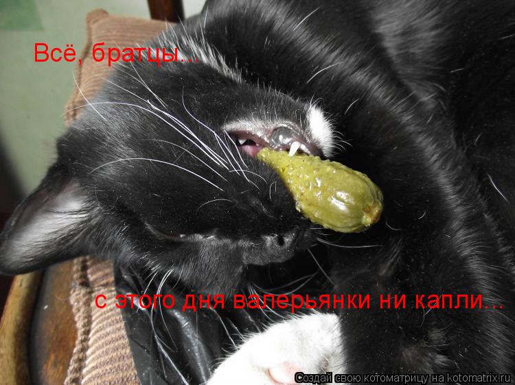 Всё, братцы... с этого дня валерьянки ни капли...... Котоматрица: Всё, братцы... с этого дня валерьянки ни капли...