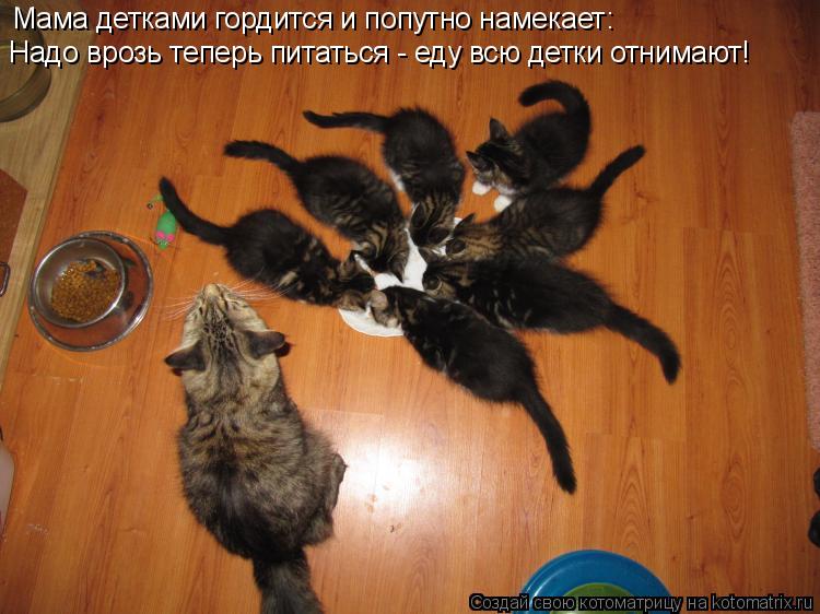 Мама детками гордится и попутно намекает: Надо врозь теперь питаться - еду всю детки отнимают!... Котоматрица: Мама детками гордится и попутно намекает: Надо врозь теперь питаться - еду всю детки отнимают!
