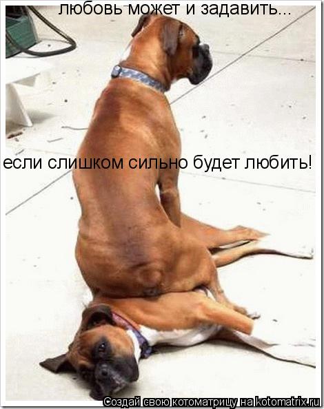 любовь может и задавить... если слишком сильно будет любить!... Котоматрица: любовь может и задавить... если слишком сильно будет любить!