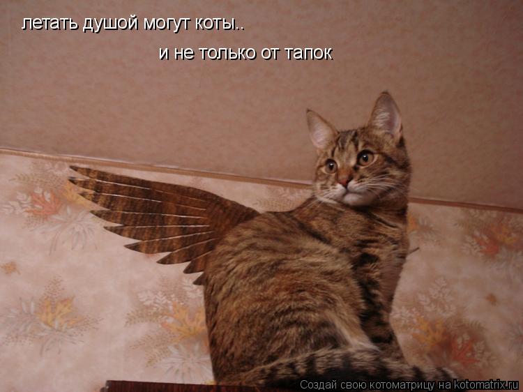 летать душой могут коты.. и не только от тапок... Котоматрица: летать душой могут коты.. и не только от тапок