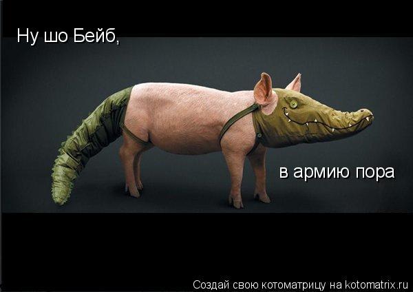 Ну шо Бейб, в армию пора... Котоматрица: Ну шо Бейб, в армию пора