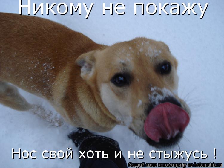 Никому не покажу Нос свой хоть и не стыжусь !... Котоматрица: Никому не покажу Нос свой хоть и не стыжусь !