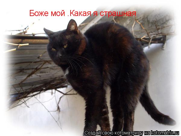 Боже мой .Какая я страшная... Котоматрица: Боже мой .Какая я страшная