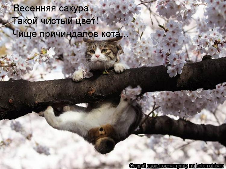 Весенняя сакура Такой чистый цвет! Чище причиндалов кота...... Котоматрица: Весенняя сакура Такой чистый цвет! Чище причиндалов кота...
