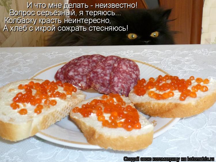Котоматрица: И что мне делать - неизвестно! Вопрос серьёзный, я теряюсь... Колбаску красть неинтересно, А хлеб с икрой сожрать стесняюсь!