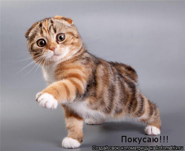 Покусаю!!!... Котоматрица: Покусаю!!!