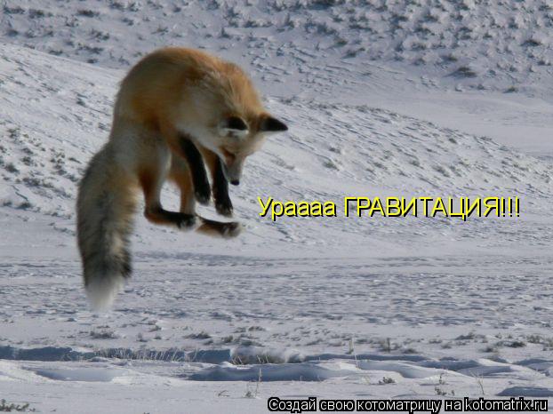 Ураааа ГРАВИТАЦИЯ!!!... Котоматрица: Ураааа ГРАВИТАЦИЯ!!!