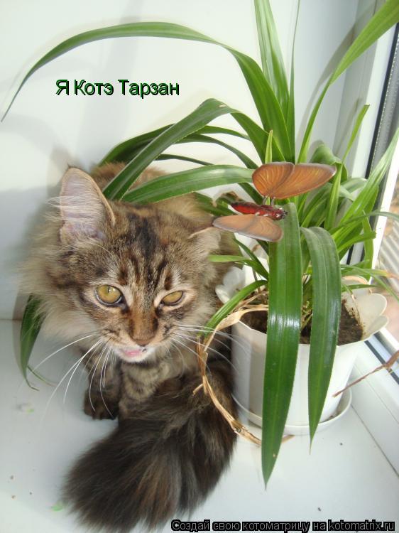 Я Котэ Тарзан... Котоматрица: Я Котэ Тарзан