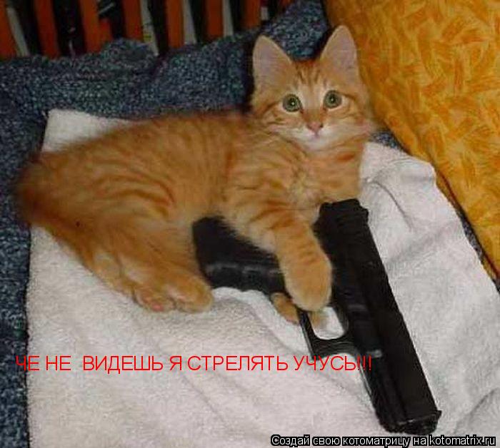 ЧЕ НЕ ВИДЕШЬ Я СТРЕЛЯТЬ УЧУСЬ!!!... Котоматрица: ЧЕ НЕ ВИДЕШЬ Я СТРЕЛЯТЬ УЧУСЬ!!!